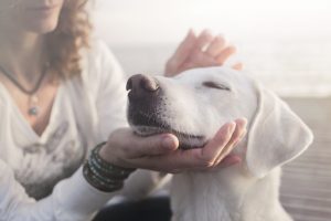 Whats Next for Pet Death Care